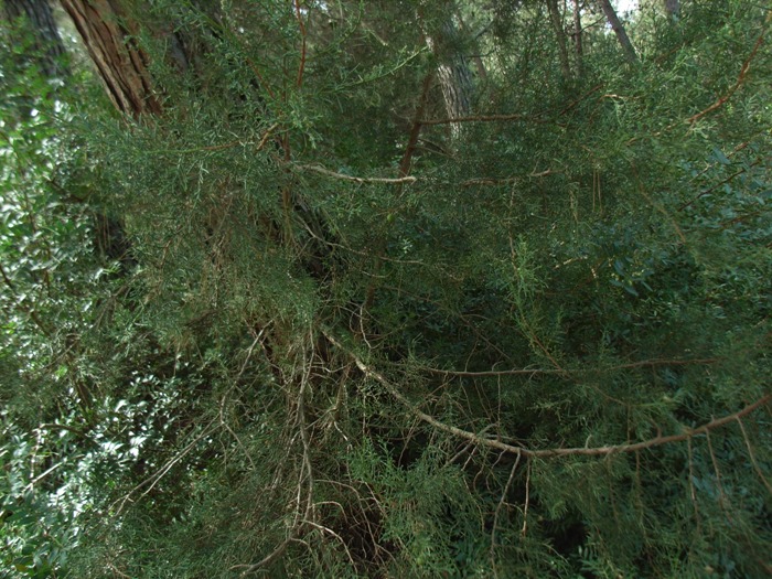 Juniperus phoenicea L. subsp. turbinata